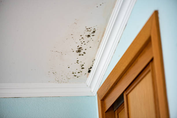 Best Certified Mold Removal  in Germantown, MD