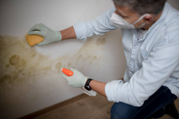 Attic Mold Removal in Germantown, MD