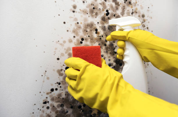 Best Mold Removal Process  in Germantown, MD