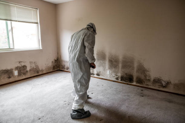 Home Mold Removal in Germantown, MD