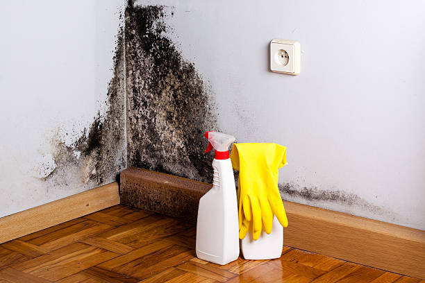 Best Commercial Mold Removal  in Germantown, MD